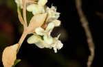 Dogtongue buckwheat